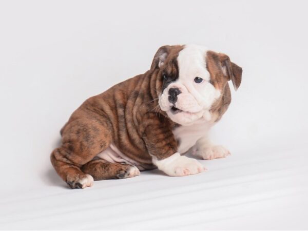 Bulldog Dog Male Brindle and White 19920 Petland Topeka, Kansas