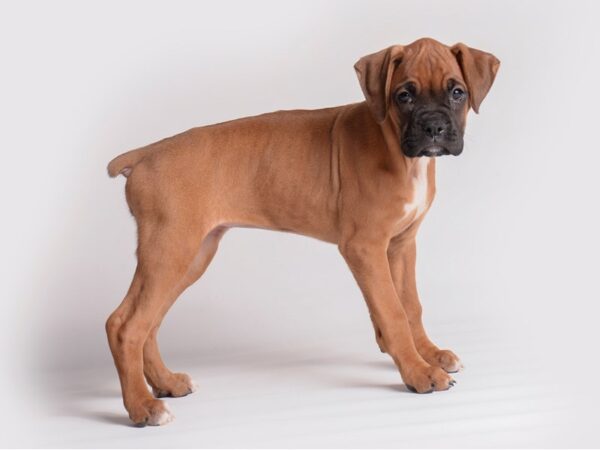 Boxer Dog Female Fawn 19909 Petland Topeka, Kansas