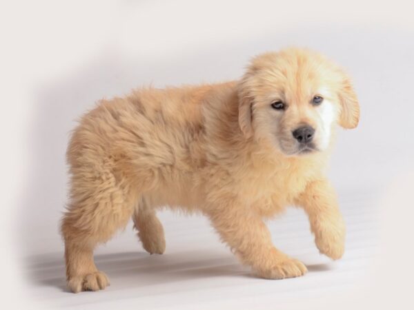 Golden Retriever Dog Female Golden 19945 Petland Topeka, Kansas