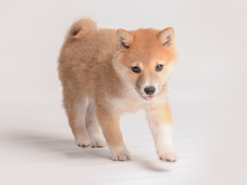 [#19957] Red Female Shiba Inu Puppies For Sale #2