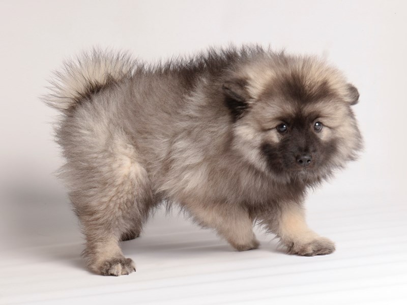 [#19956] Black / Silver Female Keeshond Puppies For Sale #2
