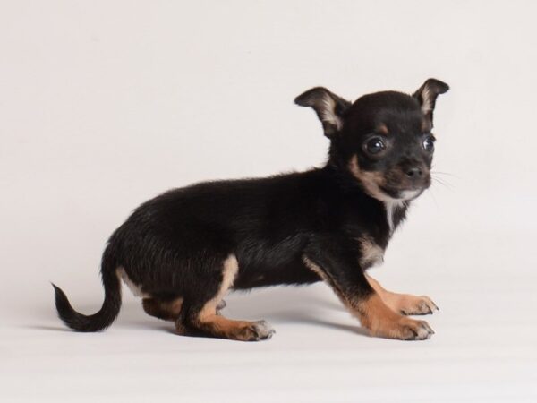 Chihuahua-Dog-Male-Black / Tan-19954-Petland Topeka, Kansas
