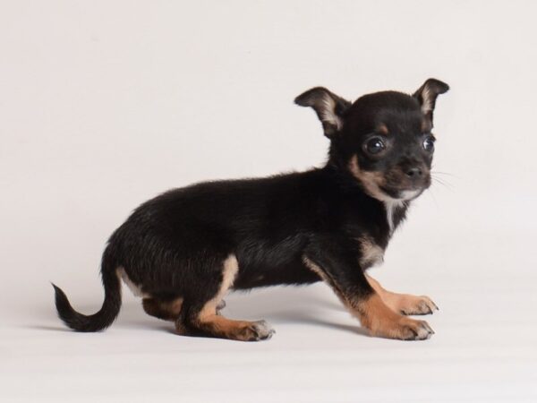 Chihuahua Dog Male Black / Tan 19954 Petland Topeka, Kansas