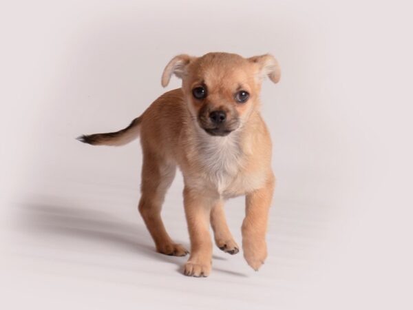 [#19981] Fawn Female Chihuahua Puppies For Sale