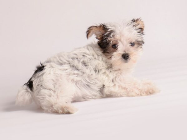 [#19977] Blk & Tn, Prti Female Yorkshire Terrier Puppies For Sale