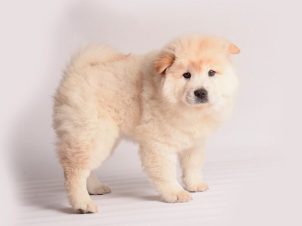 Chow Chow Dog Female Cream 19972 Petland Topeka, Kansas