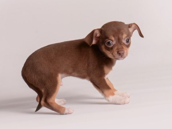 Chihuahua Dog Male Chocolate / Tan 19971 Petland Topeka, Kansas