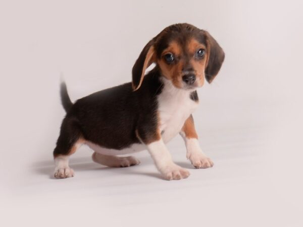 Beagle-Dog-Female-Black White / Tan-19970-Petland Topeka, Kansas