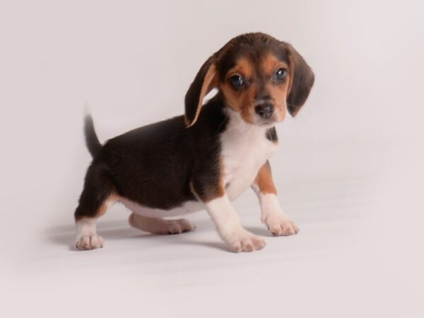 Beagle Dog Female Black White / Tan 19970 Petland Topeka, Kansas