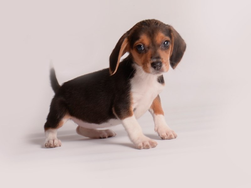Beagle-Dog-Female-Black White / Tan-3919530-Petland Topeka, Kansas