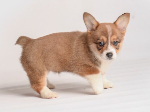 Pembroke Welsh Corgi Dog Female Sable / White 20002 Petland Topeka, Kansas