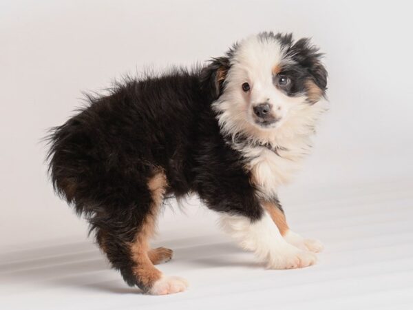 Miniature Australian Shepherd Dog Male Black 20000 Petland Topeka, Kansas