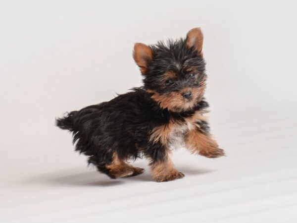 Yorkshire Terrier Dog Male Black / Tan 19998 Petland Topeka, Kansas