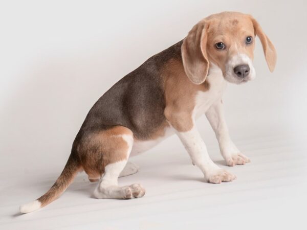 Beagle Dog Female Blue White / Tan 19874 Petland Topeka, Kansas