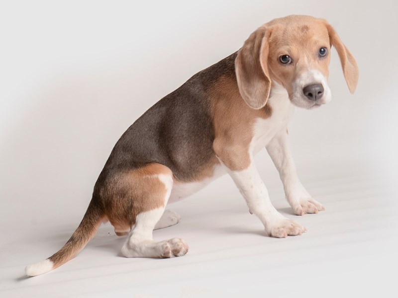 Beagle-Dog-Female-Blue White / Tan-3849369-Petland Topeka, Kansas