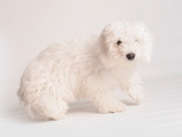 Bichon Frise Dog Female White 19880 Petland Topeka, Kansas