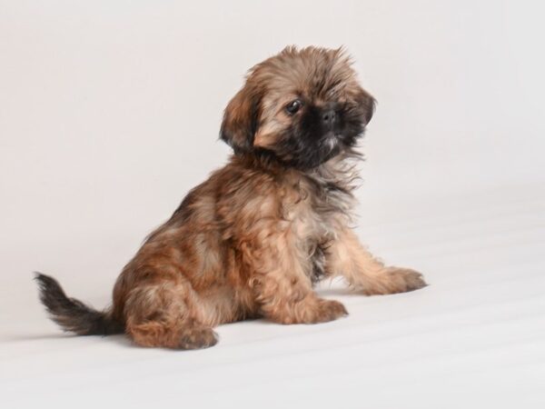 Teddy Bear Dog Female Brindle 20001 Petland Topeka, Kansas