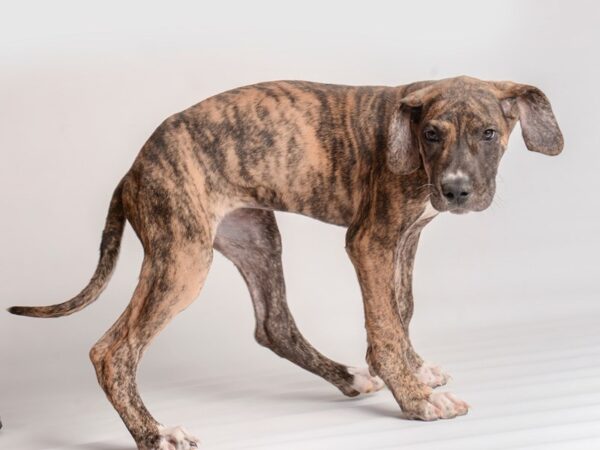 Great Dane Dog Female Brindle 19993 Petland Topeka, Kansas