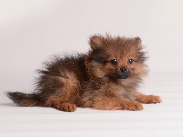 Pomeranian Dog Male Red Sable 19996 Petland Topeka, Kansas