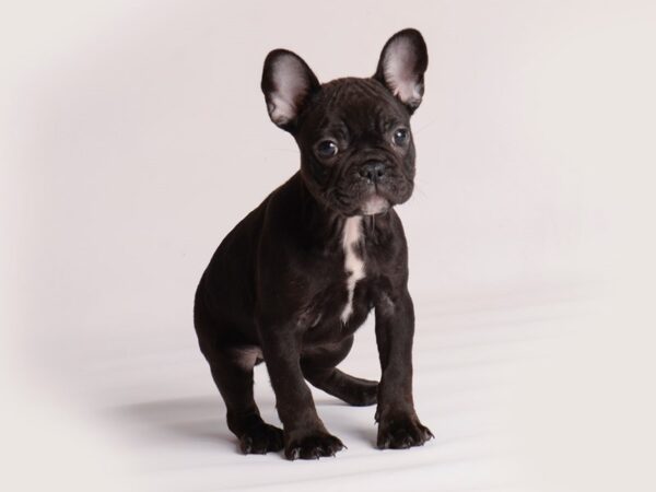 French Bulldog Dog Male Black and White 19989 Petland Topeka, Kansas