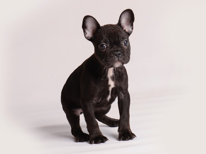 French Bulldog-Dog-Male-Black and White-3930793-Petland Topeka, Kansas