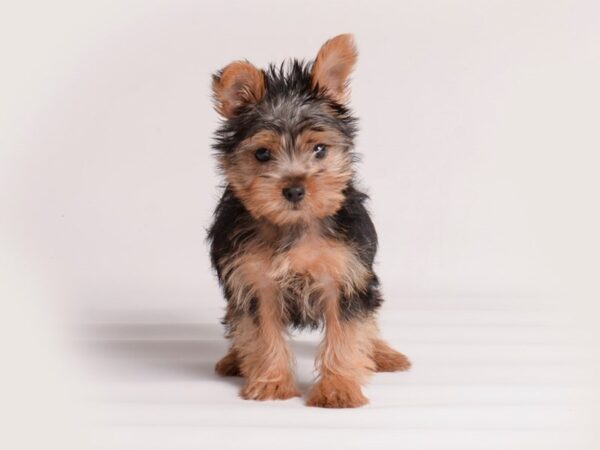 Yorkshire Terrier Dog Female Black / Tan 19987 Petland Topeka, Kansas