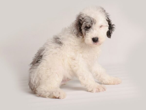 [#20015] Blue Merle Male Miniature Sheepadoodle 2nd Gen Puppies For Sale