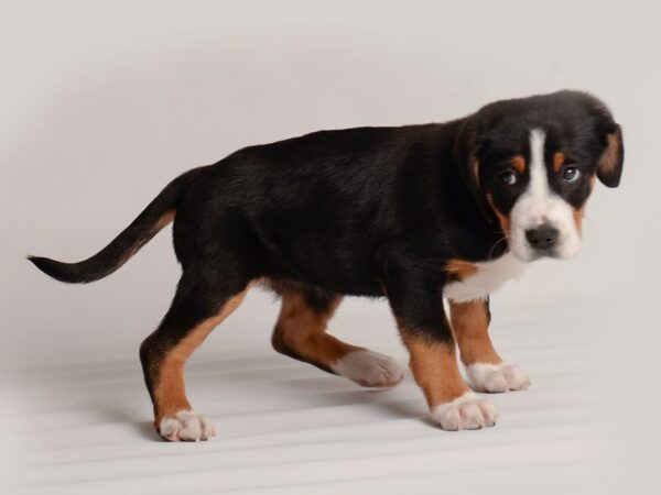 Greater Swiss Mountain Dog Dog Female Blk Wht and Tn 20014 Petland Topeka, Kansas