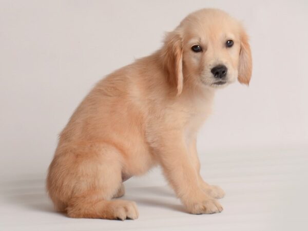 Golden Retriever Dog Female Lt Golden 20012 Petland Topeka, Kansas