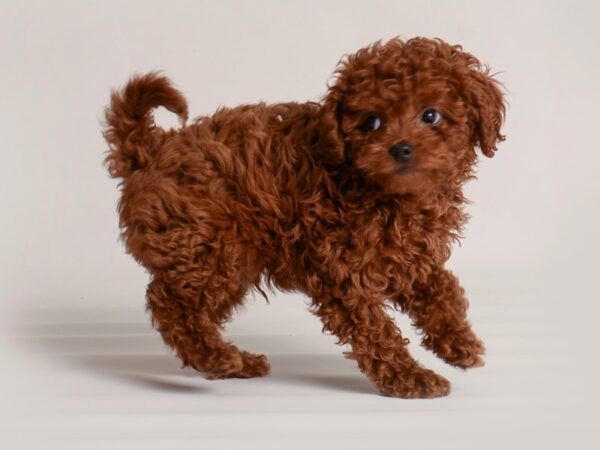 Cavapoo Dog Male Apricot 20010 Petland Topeka, Kansas