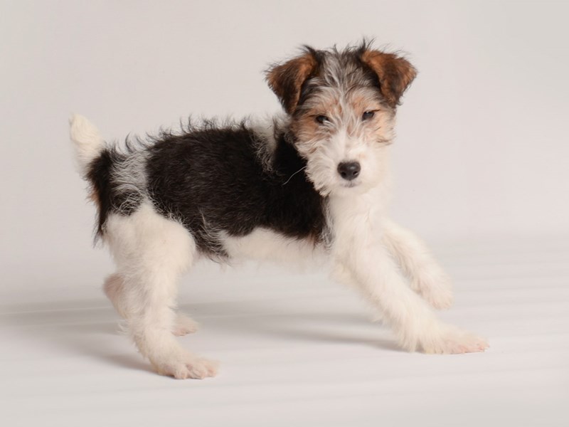 [#20008] Black White / Tan Female Wire Fox Terrier Puppies For Sale