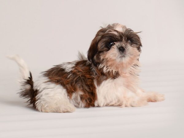 Shih Tzu Dog Female Gold / White 20007 Petland Topeka, Kansas