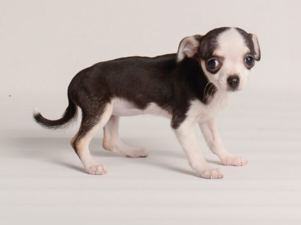 Chihuahua-Dog-Female-Black White / Tan-20004-Petland Topeka, Kansas