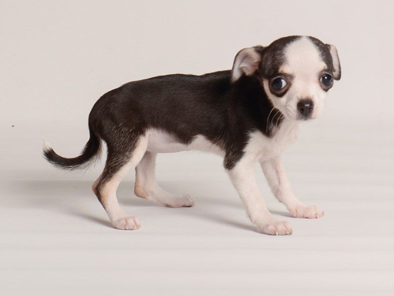 Chihuahua-Dog-Female-Black White / Tan-3957261-Petland Topeka, Kansas