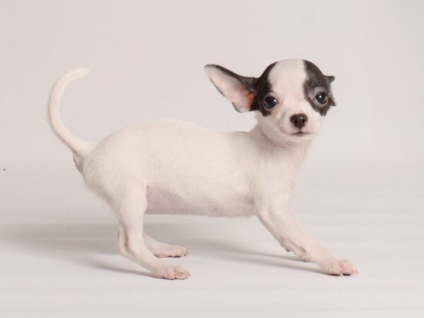 Chihuahua-Dog-Female-Black-20003-Petland Topeka, Kansas