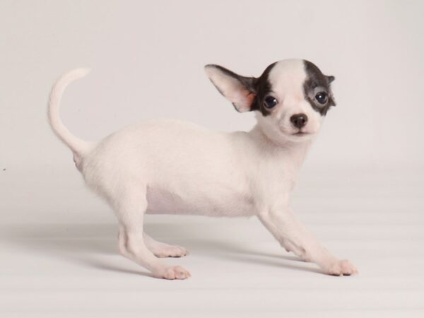 Chihuahua Dog Female Black 20003 Petland Topeka, Kansas