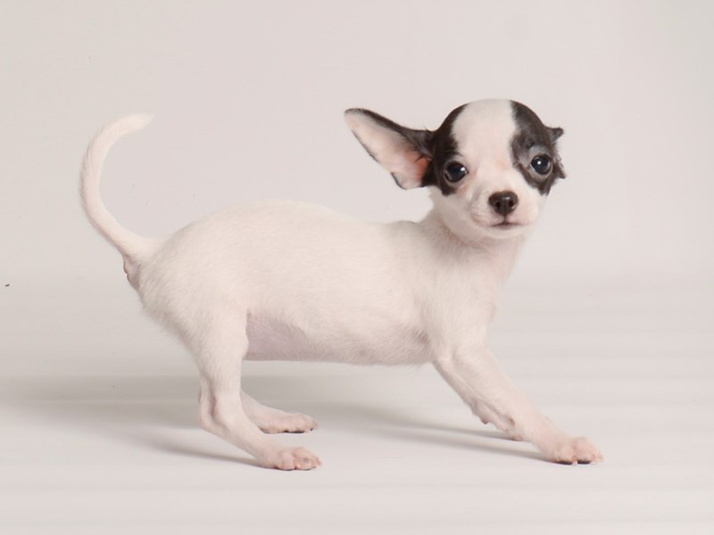 Chihuahua-Dog-Female-Black-3957260-Petland Topeka, Kansas