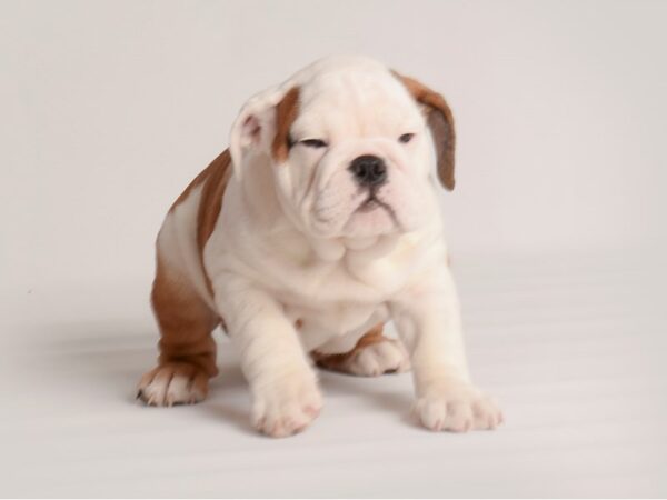 English Bulldog-Dog-Female-Brn & Wht-20020-Petland Topeka, Kansas