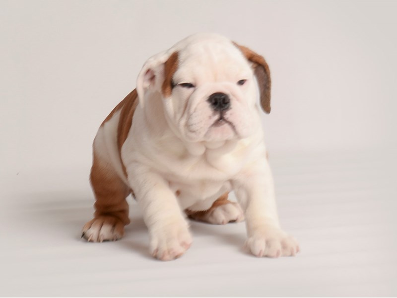 English Bulldog-Dog-Female-Brn & Wht-3959016-Petland Topeka, Kansas