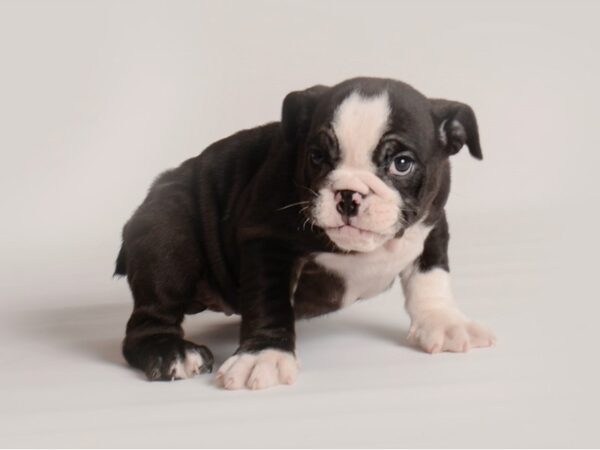 [#20017] Black and White Female English Bulldog Puppies For Sale