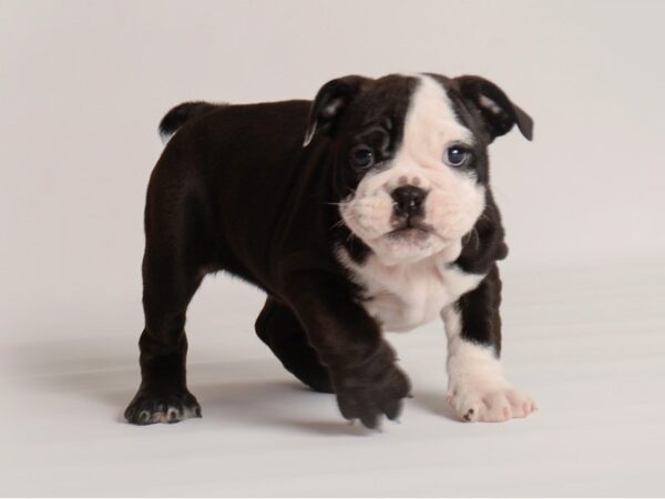 English Bulldog Dog Female Black and White 20016 Petland Topeka, Kansas