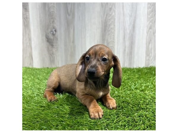 Dachshund Dog Female Wild Boar 20024 Petland Topeka, Kansas