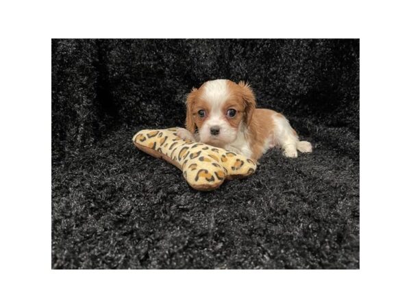 Cavalier King Charles Spaniel Dog Male Blenheim 20031 Petland Topeka, Kansas