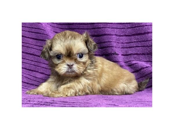 Shih Tzu-Dog-Female-Red-20034-Petland Topeka, Kansas