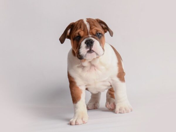 [#20035] Brown and White Male English Bulldog Puppies For Sale