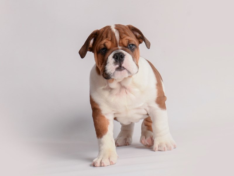 [#20035] Brown and White Male English Bulldog Puppies For Sale #2