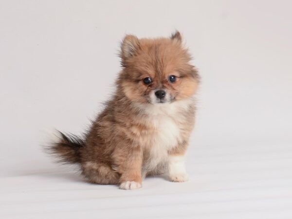 Pomeranian Dog Female Red / White 20033 Petland Topeka, Kansas