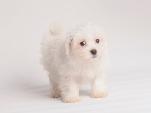 Maltese Dog Female White 20032 Petland Topeka, Kansas