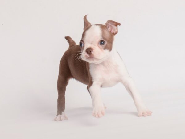 [#20030] Red / White Male Boston Terrier Puppies For Sale