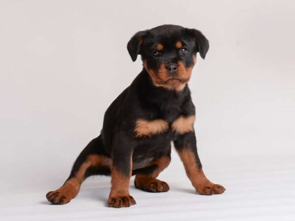 [#20028] Female Rottweiler Puppies For Sale